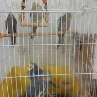 عروس هلندی
