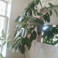 گل زیبای فیکوس