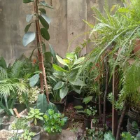 باگلهای طبیعی زندگی کن
