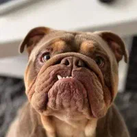 Dogwalker
