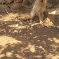 سگ جسیکا|سگ|فارسان, |دیوار