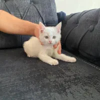 بچه گربه