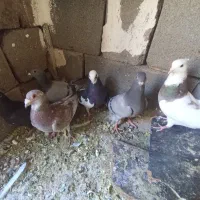 کبوتر معاوضه