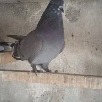 کبوتر پرشی غریب