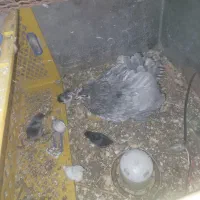 مرغ گلین کورچ به همراه جوجه