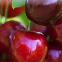 آلبالوی تازه و شیرین تک دانه درشت