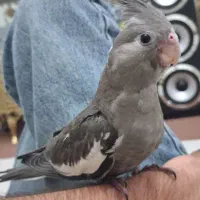 گمشده عروس هلندی