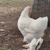 خروس برهماسفید خالص