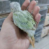 مونچیک سرلاکی باکیفیت