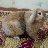 خرگوش نرو ماده|موش و خرگوش|بروجرد, |دیوار