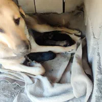 سگ پژدر|سگ|کوزران, |دیوار