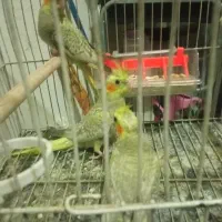 عروس هلندی کوتوله طوطی مرغ عشق قناری
