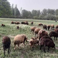 میش وبره دونه ای ۲۴