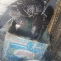نرو ماده پولکی به شرط تخم و جوجه