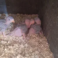 جوجه طوطی ملنگو سرلاکی