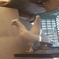 کفتر پتی والا