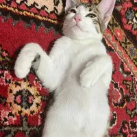 واگذاری گربه