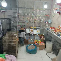 پرنده فروشی و قفس و دانه واگذار