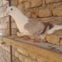 کبوتر|پرنده|شهریار, کردزار|دیوار