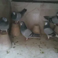 کفتر
