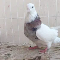 دوکت و طوق هفت رنگ