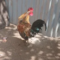 خروس گلین