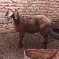 گوسفند چاق