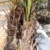 خرما(نهال) مضافتی و ربی