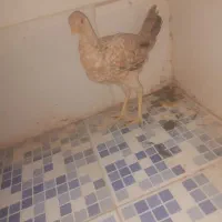 جوجه مرغ