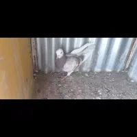 این کفتر من چندروز گرفتم