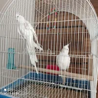 عروس هلندی البینو ارمنی