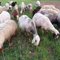 میش|حیوانات مزرعه|کرمانشاه, |دیوار