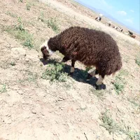 بره نر|حیوانات مزرعه|شادمهر, |دیوار