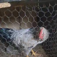 خروس جوان