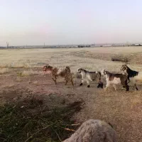 بز و بیگ|حیوانات مزرعه|دزفول, |دیوار