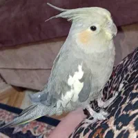عروس هلندی ماده