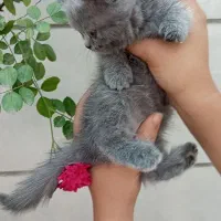 گربه ماده ملوس اسکاتیش