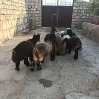 فروش ۱۰ راس بره