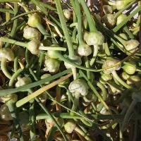 گل سیر