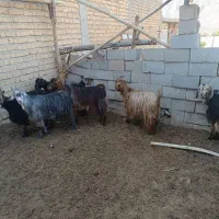 بز داشتی