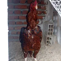 خروس لاری