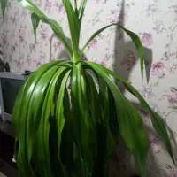 گل آپارتمانی سوسن عنکبوتی
