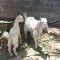 دوتا کهره نر