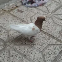 کفتر  ماده کله زرد