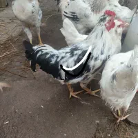 دوتا محلی پا بلند و سه تا نژاد دار و زیبا