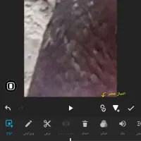 کبوتر پلنگ