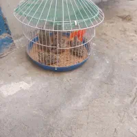 سیره خاکی کوتوله جفت جوجه