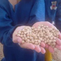 نخودآبگوشتی امساله یه تن موجوده