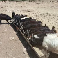 کهره نر