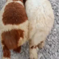بره قوچ چاق ودر خونه ای